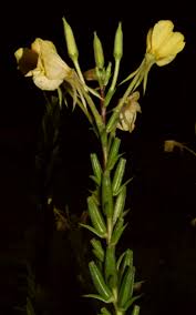 Attēlu rezultāti vaicājumam “Oenothera biennis bud”