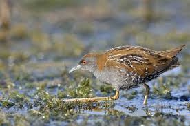 Image result for Porzana pusilla