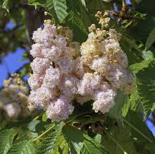 Attēlu rezultāti vaicājumam “Aesculus hippocastanum flower”