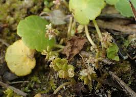 Attēlu rezultāti vaicājumam “Hydrocotyle vulgaris flower”