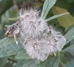 Attēlu rezultāti vaicājumam “Eupatorium cannabinum bud”