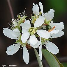 Attēlu rezultāti vaicājumam “Amelanchier spicata flower”