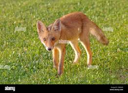 Attēlu rezultāti vaicājumam “Vulpes vulpes  juvenile”