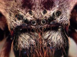 Attēlu rezultāti vaicājumam “Sparassidae”