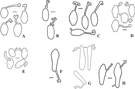 Attēlu rezultāti vaicājumam “Erysiphe galeopsidis”