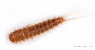 Attēlu rezultāti vaicājumam “Attagenus smirnovi”