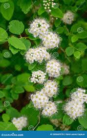 Attēlu rezultāti vaicājumam “Spiraea chamaedryfolia”