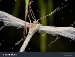 Attēlu rezultāti vaicājumam “Pterophorus pentadactyla”