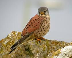 Attēlu rezultāti vaicājumam “Falco tinnunculus”