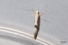 Attēlu rezultāti vaicājumam “Argyresthia pruniella”