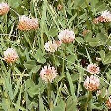 Attēlu rezultāti vaicājumam “Trifolium fragiferum”