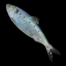 Image result for Alosa fallax