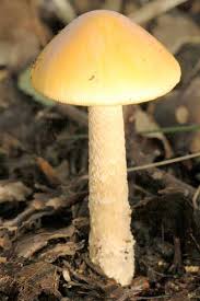 Attēlu rezultāti vaicājumam “Amanita crocea”