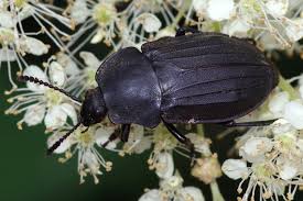 Attēlu rezultāti vaicājumam “Silpha sp.”