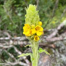 Attēlu rezultāti vaicājumam “Oenothera biennis flower”