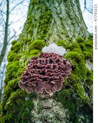 Attēlu rezultāti vaicājumam “Chondrostereum purpureum”