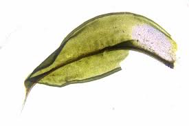 Attēlu rezultāti vaicājumam “Syntrichia ruralis var. ruraliformis”