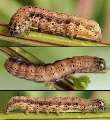 Attēlu rezultāti vaicājumam “Orthosia miniosa imago”