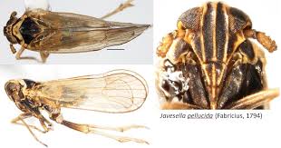 Attēlu rezultāti vaicājumam “Javesella pellucida”