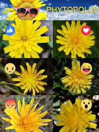 Attēlu rezultāti vaicājumam “Diderma testaceum sessile”