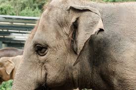 Image result for sad elephant