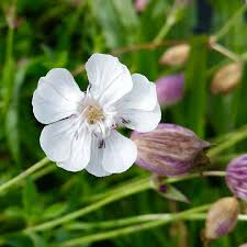 Attēlu rezultāti vaicājumam “Silene borysthenica bud”