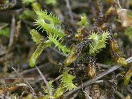 Attēlu rezultāti vaicājumam “Meesia triquetra”