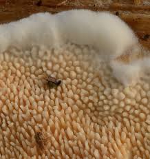 Attēlu rezultāti vaicājumam “Diderma ochraceum spores”