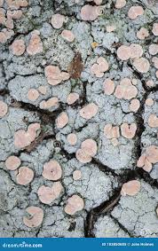 Attēlu rezultāti vaicājumam “Icmadophila ericetorum”