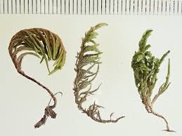 Attēlu rezultāti vaicājumam “Abietinella abietina var. hystricosa”