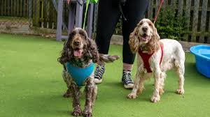 Image result for Wood Green A F S Association