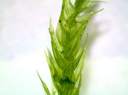 Attēlu rezultāti vaicājumam “Brachythecium salebrosum sporophyte”