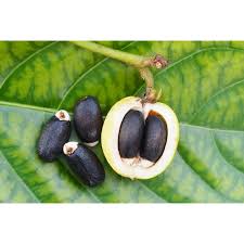 Attēlu rezultāti vaicājumam “Cyperus fuscus fruit”