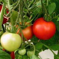 Attēlu rezultāti vaicājumam “Lycopersicon esculentum”