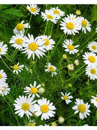 Image result for Kamille