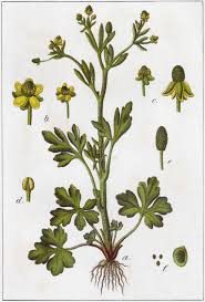 Attēlu rezultāti vaicājumam “Ranunculus sceleratus flower”