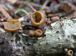 Attēlu rezultāti vaicājumam “Rutstroemia firma”