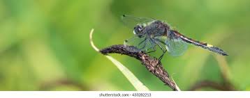 Attēlu rezultāti vaicājumam “Leucorrhinia pectoralis”