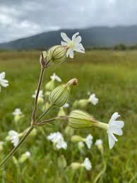 Attēlu rezultāti vaicājumam “Silene latifolia subsp. alba”