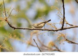 Attēlu rezultāti vaicājumam “Phylloscopus trochiloides adult”