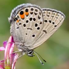 Attēlu rezultāti vaicājumam “Vacciniina optilete”