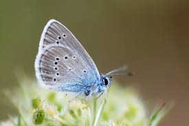 Attēlu rezultāti vaicājumam “Cyaniris semiargus”