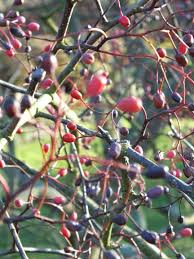 Attēlu rezultāti vaicājumam “Sorbus alnifolia fruit”