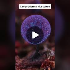 Attēlu rezultāti vaicājumam “Lamproderma sp.”