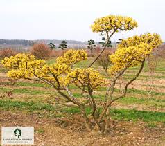 Attēlu rezultāti vaicājumam “Cornus mas flower”