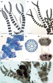 Attēlu rezultāti vaicājumam “Ceramium sp.”