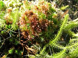 Attēlu rezultāti vaicājumam “Sphagnum magellanicum”