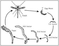 Attēlu rezultāti vaicājumam “Chironomidae larvae”