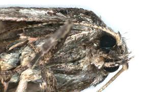 Attēlu rezultāti vaicājumam “Semioscopis avellanella”