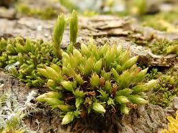 Attēlu rezultāti vaicājumam “Orthotrichum pumilum”